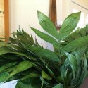 Palm Sunday, March 20th, 9:30 a.m. Procession of Palm – Holy Week Begins