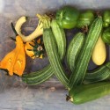 Youth Harvest and Lunch with Interfaith Friends