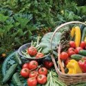 Harvest at the Church