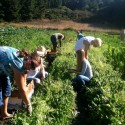 Youth Gleaning Event at Green Gulch Farm