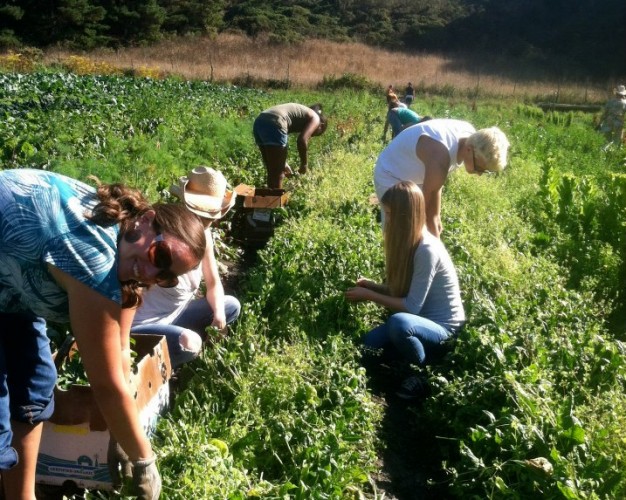 Youth Gleaning Event at Green Gulch Farm