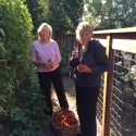 Garden Harvest