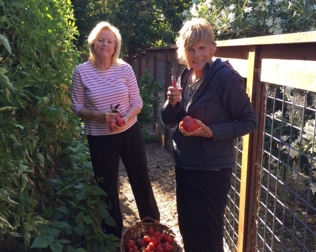 Garden Harvest