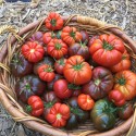 January 29 Tomato Planting Tutorial, 10-11am