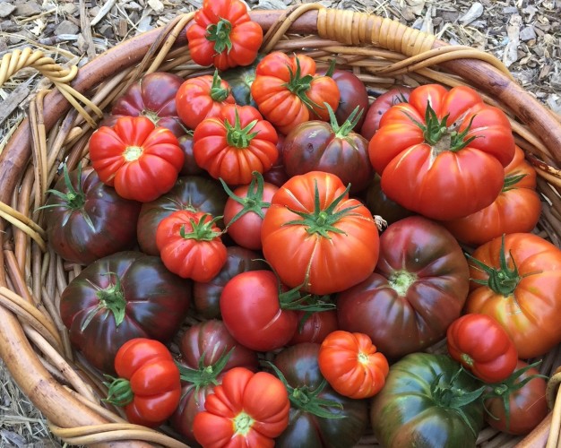 January 29 Tomato Planting Tutorial, 10-11am