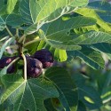 The Curious Case of the Missing Figs