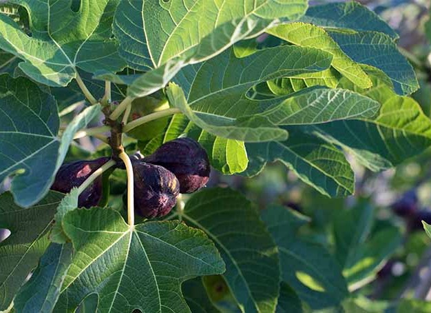 The Curious Case of the Missing Figs