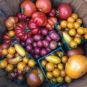 Support the Farm Stand for Hunger Relief!
