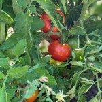tomato plant for website 2022