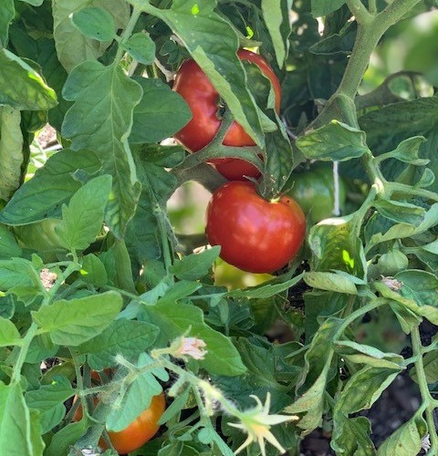 Tomato Plants for Hunger Relief