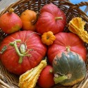 Pledge Sunday and Harvest Feast Potluck November 13