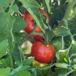 tomato plant close up 2022